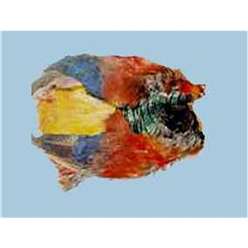 Turrall Feathers and Hackles - Golden Pheasant - Body (No Head) - GNC01