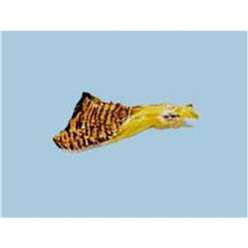 Turrall Feathers and Hackles - Golden Pheasant - Head - GNC03