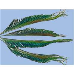 Turrall Feathers and Hackles - Peacock Sword - PEA03